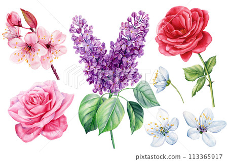 Beautiful spring Flora set. lilac, rose, sakura flower isolated background. Hand drawn watercolor botanical illustration Beautiful spring Flora set. lilac, rose, sakura flower isolated background. Hand drawn watercolor botanical illustration 113365917