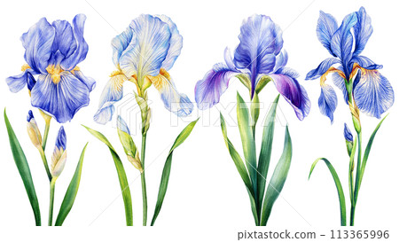 Watercolor irises, beautiful blue flowers isolated on white background. Hand drawn floral illustration. Greeting card 113365996