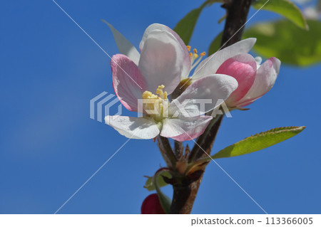 蘋果花 蘋果花 113366005