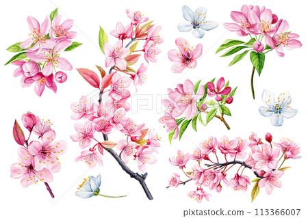 Watercolor sakura pink flowers, leaves, branch on white background, watercolor botanical illustration blooming Set 113366007