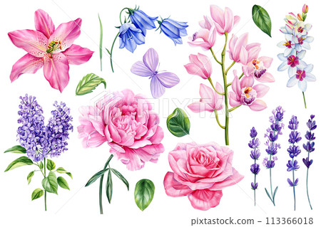 Watercolor Floral set. Peony, rose, lavender, lily, orchid, bluebells and lilac flower isolated. Hand drawn illustration Watercolor Floral set. Peony, rose, lavender, lily, orchid, bluebells and lilac flower isolated. Hand drawn illustration 113366018