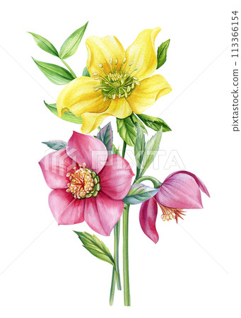 Spring floral. Wildflowers Hellebore on isolated white background. Watercolor hand drawn botanical illustration, flora Spring floral. Wildflowers Hellebore on isolated white background. Watercolor hand drawn botanical illustration, flora 113366154