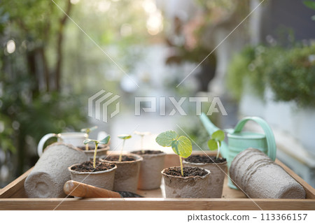 Outdoor gardening small sprout growing plant in paper pots 113366157