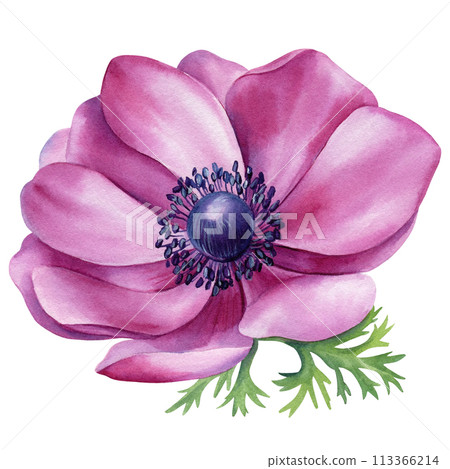 Watercolor purple flowers set. Anemone Hand-painted abstract botanical painting illustration. Flora element design, card 113366214