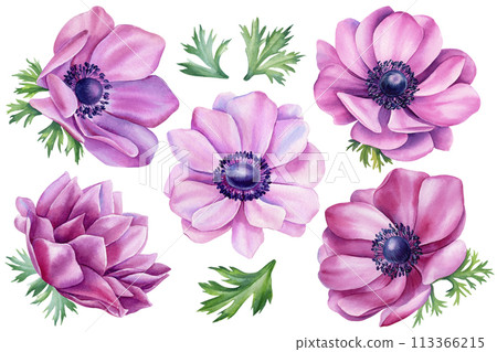 Watercolor spring flowers set. Anemone Hand-painted abstract botanical painting illustration. Flora element design, card 113366215