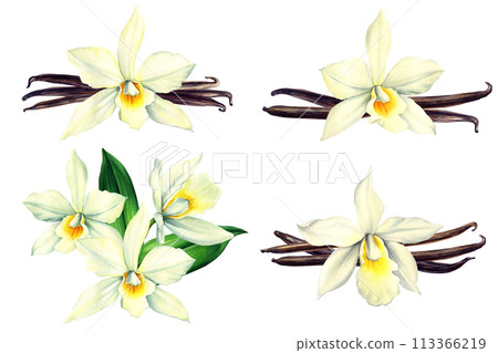 Vanilla flower watercolor realistic painting isolated on White background. Orchid exotic flower, pods and sticks set 113366219