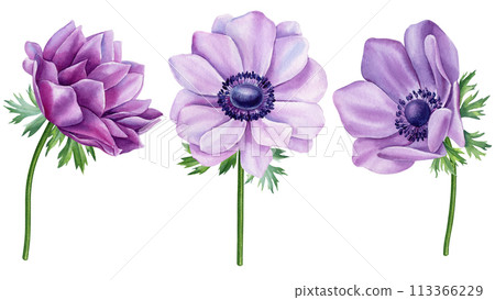 Watercolor purple flowers set. Anemone Hand-painted abstract botanical painting illustration. Flora element design, card 113366229