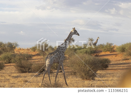 Picture of a giraffe in the Namibian savannah during the day 113366231
