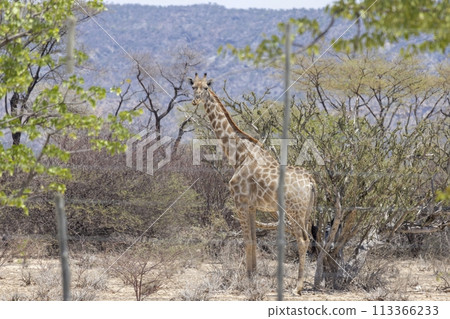 Picture of a giraffe in the Namibian savannah during the day 113366233
