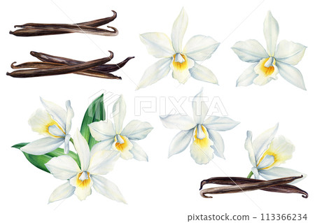 Set Vanilla flower watercolor realistic painting isolated on White background. Orchid exotic flower, pod, sticks clipart 113366234