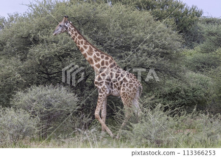 Picture of a giraffe in the Namibian savannah during the day 113366253