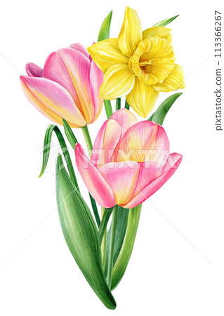 Spring flower bouquet watercolor botanical painting. Hand painted colorful floral composition tulips and narcissus 113366267