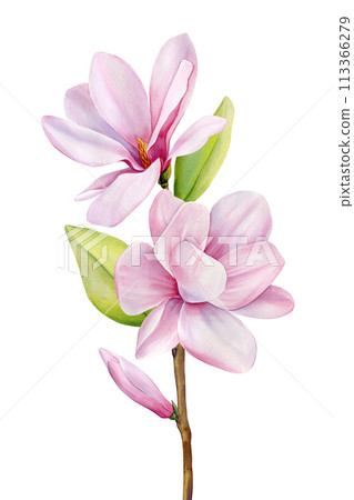 Pink magnolia branch. Spring flower bouquet watercolor painting. Hand painted colorful floral composition, pink magnolia Pink magnolia branch. Spring flower bouquet watercolor painting. Hand painted colorful floral composition, pink magnolia 113366279
