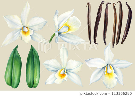 Vanilla flower set. Watercolor realistic painting isolated White background. Orchid exotic flower, pods, sticks clipart Vanilla flower set. Watercolor realistic painting isolated White background. Orchid exotic flower, pods, sticks clipart 113366290