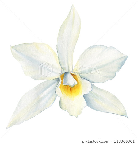 Vanilla flower watercolor realistic painting isolated White background. Orchid tropical flower Hand drawn illustration 113366301