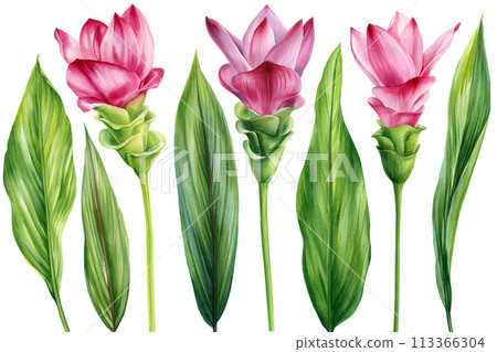 Tropical pink flowers, leaves, Turmeric isolated background watercolor botanical illustration, hand drawing exotic flora 113366304