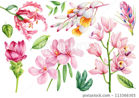 set tropical flowers cardamom, orchid, tillandsia, turmeric isolated background watercolor painting exotic plant, leaves 113366305