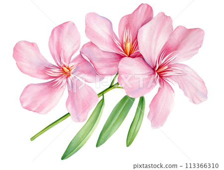 Pink tropical pink flowers isolated background, watercolor botanical illustration, Adelfa hand drawing painting oleander Pink tropical pink flowers isolated background, watercolor botanical illustration, Adelfa hand drawing painting oleander 113366310