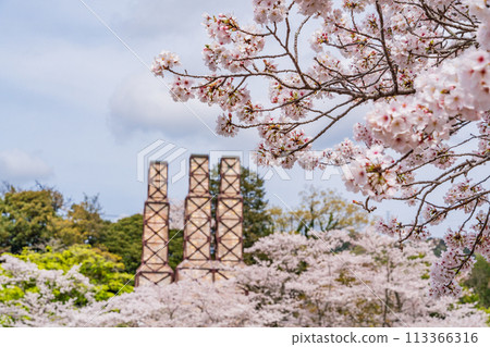 [Shizuoka Prefecture] Nirayama Reverberatory Furnace with cherry blossoms in full bloom 113366316