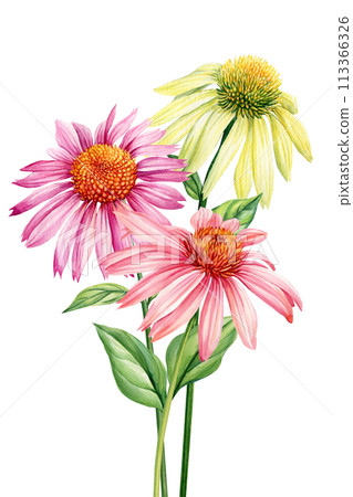 Summer flowers wedding watercolor bouquets. Floral pastel botanical arrangement. Echinacea flower, Painting plant design Summer flowers wedding watercolor bouquets. Floral pastel botanical arrangement. Echinacea flower, Painting plant design 113366326