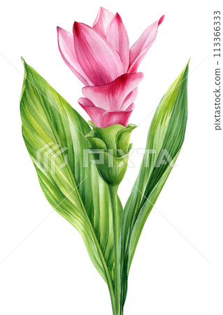 Tropical pink flower and leaves, Turmeric isolated background watercolor painting illustration hand drawing exotic flora Tropical pink flower and leaves, Turmeric isolated background watercolor painting illustration hand drawing exotic flora 113366333