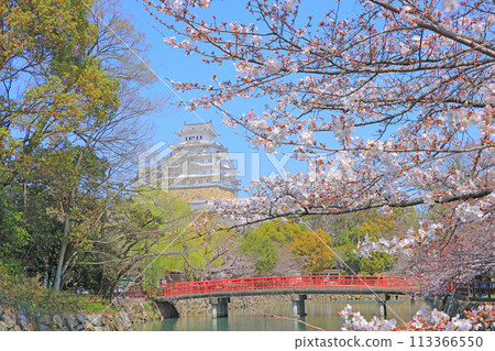 Cherry blossoms starting to bloom and Himeji Castle in Himeji, Hyogo Prefecture Cherry blossoms starting to bloom and Himeji Castle in Himeji, Hyogo Prefecture 113366550