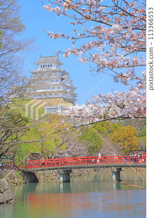 Cherry blossoms starting to bloom and Himeji Castle in Himeji, Hyogo Prefecture 113366553