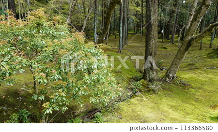 Scenery of Saihoji Temple, Kyoto Moss Temple 113366580