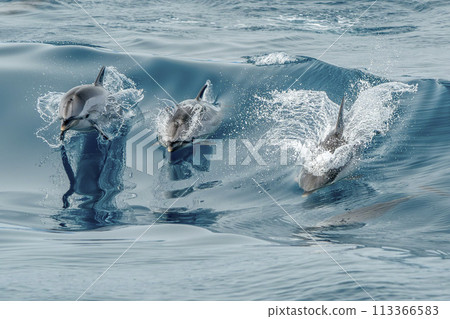 striped dolphin jumping outside the sea 113366583