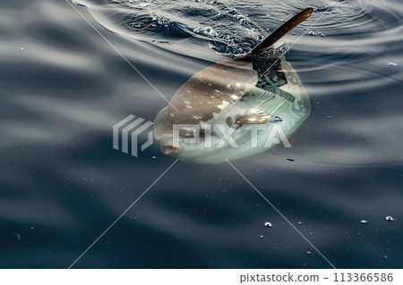 Mola mola sun fish on sea surface while eating velella jellyfish Mola mola sun fish on sea surface while eating velella jellyfish 113366586