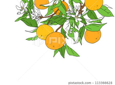 Simple color design of orange with branch Simple color design of orange with branch 113366628