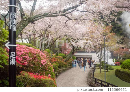 Cherry blossoms in full bloom at Beppu Umi Jigoku Cherry blossoms in full bloom at Beppu Umi Jigoku 113366651