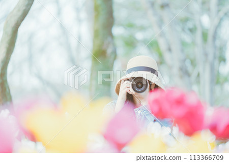 Enjoy the tulip fields in Forest Park Enjoy the tulip fields in Forest Park 113366709