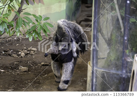 Giant anteater family Giant anteater family 113366789
