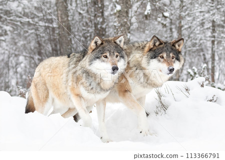Majestic Wolves in Snowy Scandinavian Wilderness 113366791