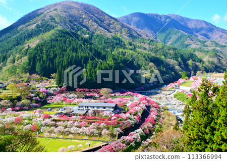 長野縣阿智村、月川溫泉村、花桃的壯麗景色 113366994