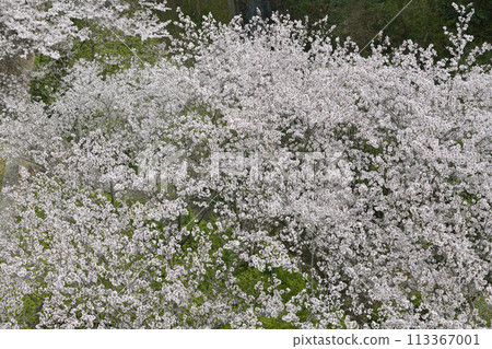 View of cherry blossoms in full bloom from above View of cherry blossoms in full bloom from above 113367001