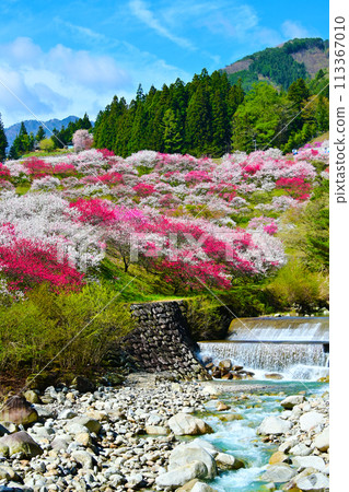 日本春天的風景：美麗的花桃之鄉 113367010