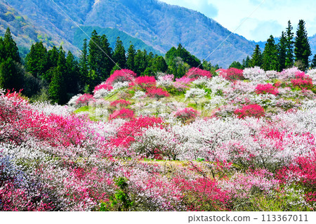 南信州阿智村日本第一花之佐藤 南信州阿智村日本第一花之佐藤 113367011