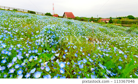 愛知農場的粉蝶花園 愛知農場的粉蝶花園 113367046