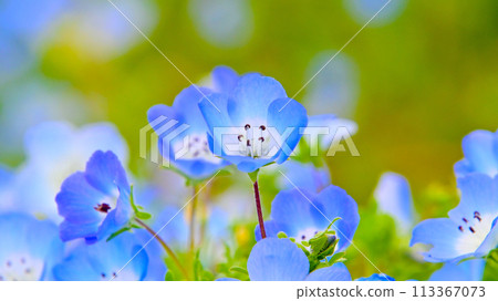 愛知農場 Nemophila 特寫 113367073