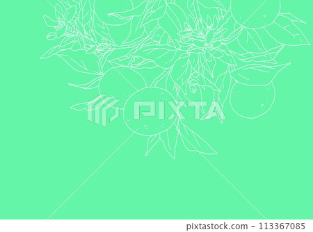 Simple line drawing of an orange with a branch Simple line drawing of an orange with a branch 113367085
