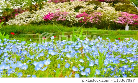 [Aichi Prefecture] Nemophila at Aichi Farm in Nisshin City 113367087