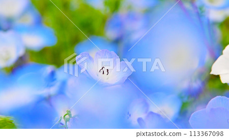 Aichi Ranch: Close-up of Nemophila Aichi Ranch: Close-up of Nemophila 113367098