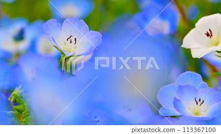 愛知農場 Nemophila 特寫 113367100