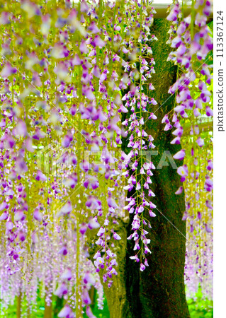 Okazaki Park Gomangoku Wisteria Festival Wisteria trellis 113367124