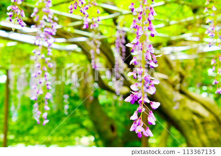 岡崎公園五萬國紫藤節 紫藤花架 113367135