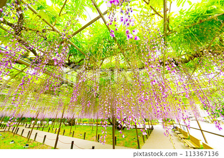 岡崎公園五萬國紫藤節 紫藤花架 岡崎公園五萬國紫藤節 紫藤花架 113367136
