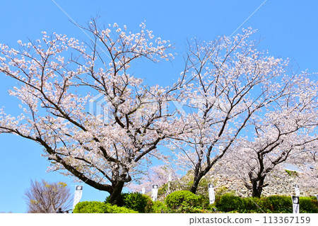 Hamamatsu Castle Park - Cherry blossoms blooming around the castle gate Hamamatsu Castle Park - Cherry blossoms blooming around the castle gate 113367159