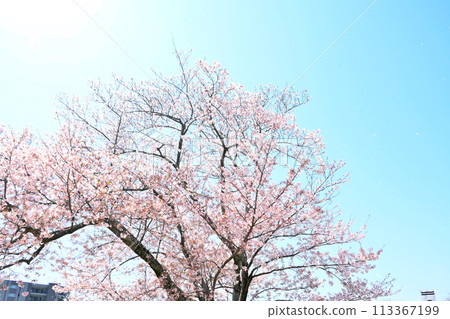 Hamamatsu Castle Park: Cherry blossoms in full bloom Hamamatsu Castle Park: Cherry blossoms in full bloom 113367199